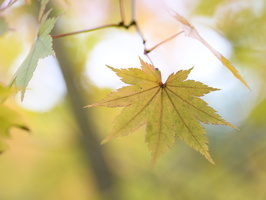 20231029-Arboretum-118