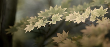20231029-Arboretum-119