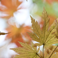 20231029-Arboretum-124