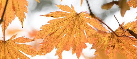 20231029-Arboretum-125