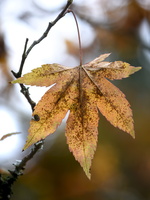 20231029-Arboretum-128
