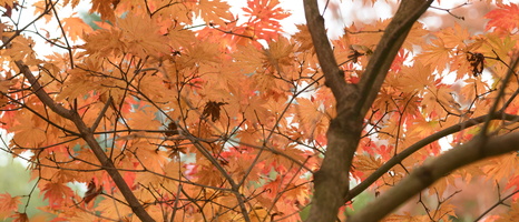 20231029-Arboretum-129