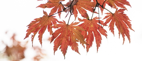20231029-Arboretum-132