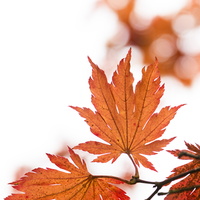 20231029-Arboretum-134
