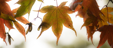 20231029-Arboretum-138