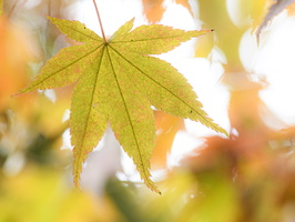 20231029-Arboretum-139
