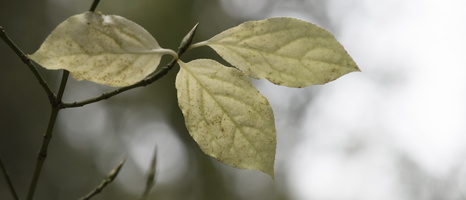 20231029-Arboretum-140