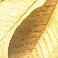 20231029-Arboretum-143