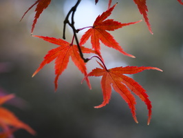 20231029-Arboretum-145