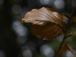 20231029-Arboretum-146