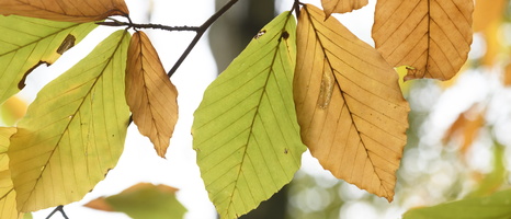 20231029-Arboretum-147