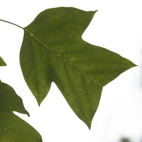 20231029-Arboretum-148