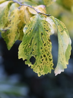 20231029-Arboretum-150