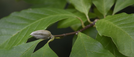 20231029-Arboretum-151