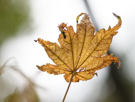 20231029-Arboretum-152