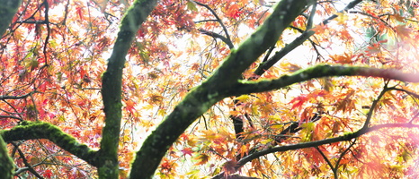 20231029-Arboretum-153