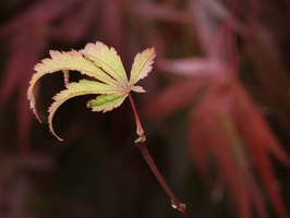 20231029-Arboretum-154