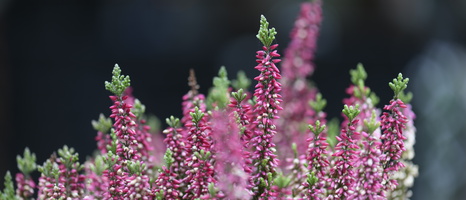20231029-Arboretum-156