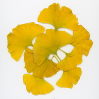 20231104-Herfst-102