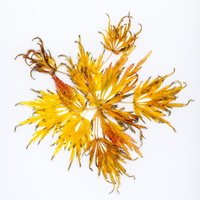 20231104-Herfst-103