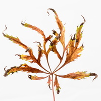 20231104-Herfst-107