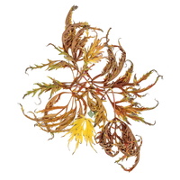 20231104-Herfst-108