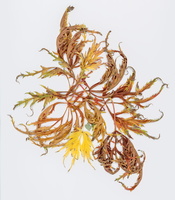 20231104-Herfst-109