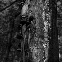 20231111-Herfst-122
