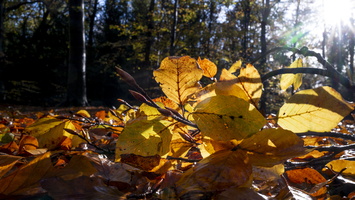 20231111-Herfst-129