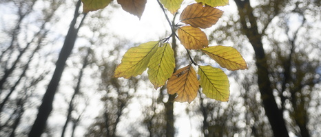 20231111-Herfst-139