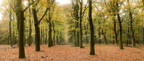 20231111-Herfst-140