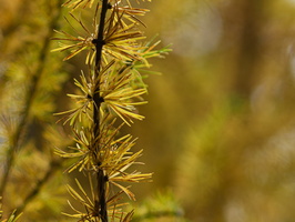 20231111-Herfst-150