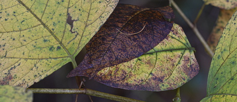 20231111-Herfst-158