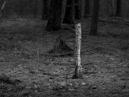 20231203-LageVuursche-105
