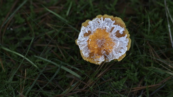 20231203-LageVuursche-106