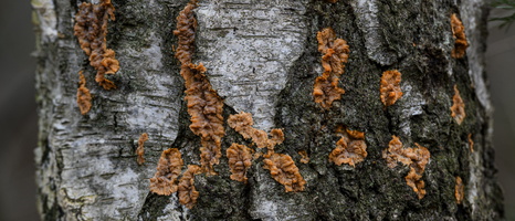20231203-LageVuursche-111