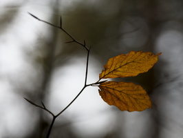 20231203-LageVuursche-112
