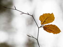 20231203-LageVuursche-114