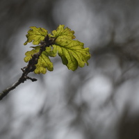 20231203-LageVuursche-118