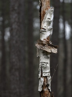 20231203-LageVuursche-119