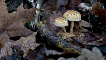 20231203-LageVuursche-120