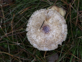 20231203-LageVuursche-123