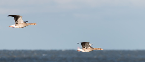 20230107-Markermeer-118