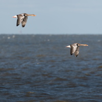 20230107-Markermeer-119