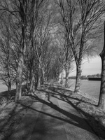 20240307-Bomen-101