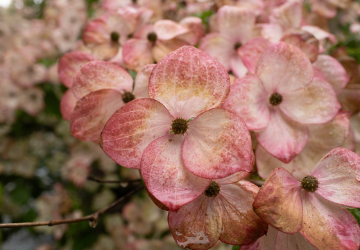 20240619-Luxemburg-109