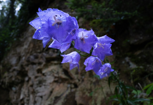 20240619-Mullertall-109