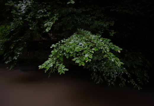 20240619-Mullertall-114