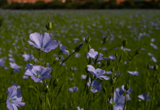 20240624-Escalles-165