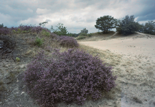 20240824-GSW690-Porta160-Kootwijkerzand-105
